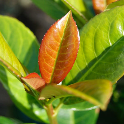 Volcano Cherry Laurel plant with red-orange new leaves and glossy green foliage on Tampa Home & Garden Store