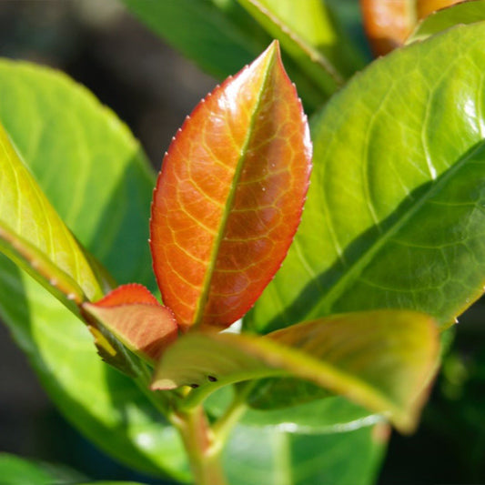 Volcano Cherry Laurel plant with red-orange new leaves and glossy green foliage on Tampa Home & Garden Store