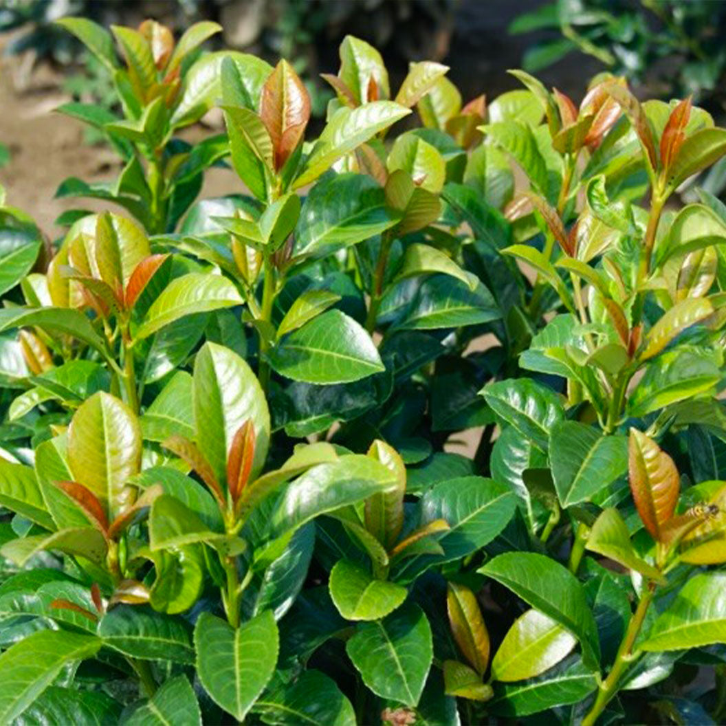 Volcano Cherry Laurel plant with glossy green leaves and coppery new growth on Tampa Home & Garden Store