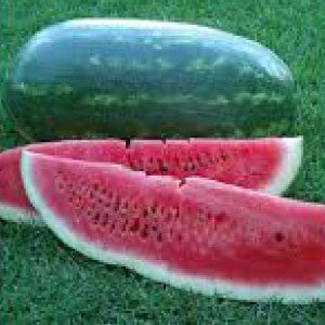 WATERMELON Seeds, Black Diamond - Tampa Home & Garden Store