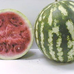 WATERMELON Seeds, Crimson Sweet - Tampa Home & Garden Store