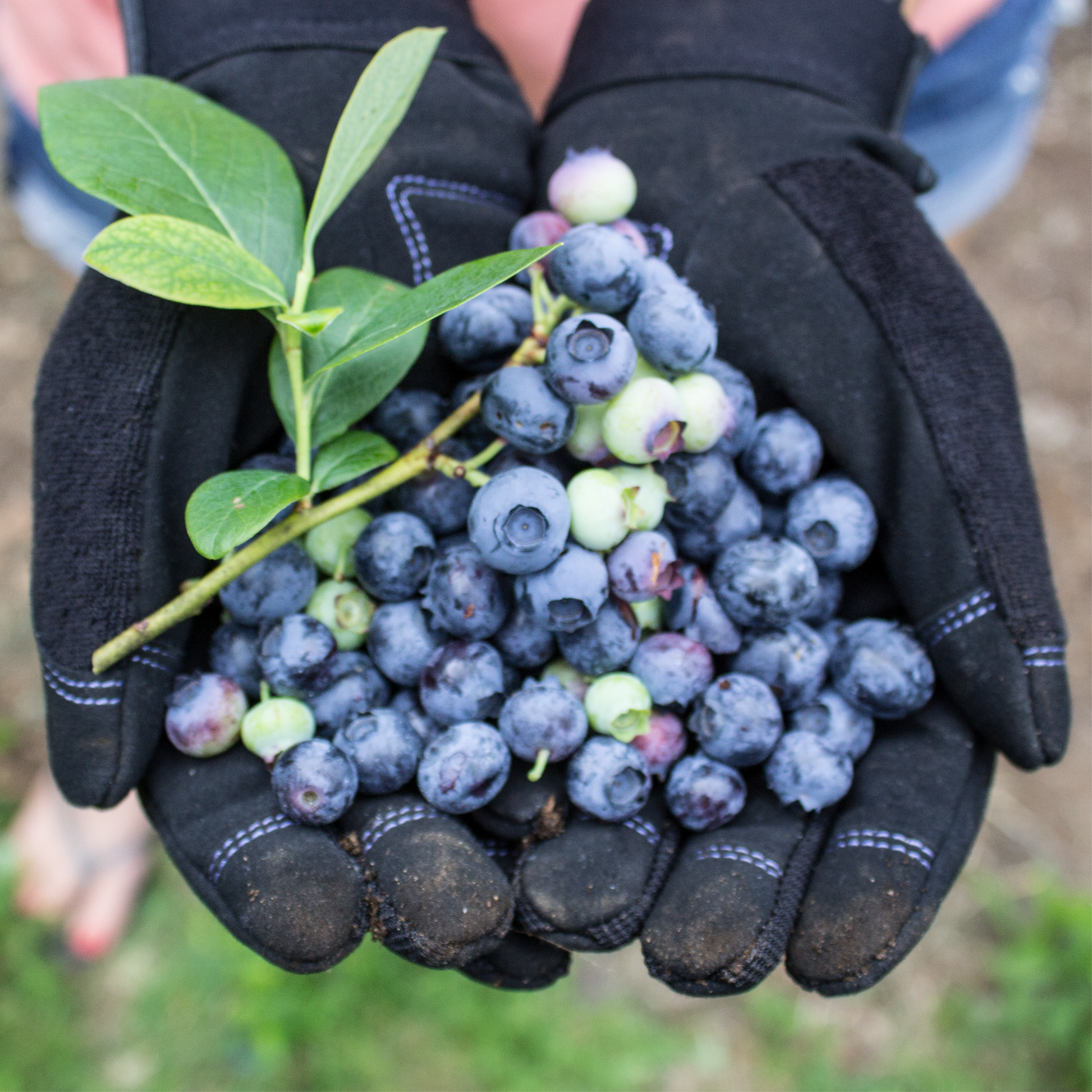 Digger Gardening Gloves in black holding a bunch of blueberries and leaves on Tampa Home & Garden Store