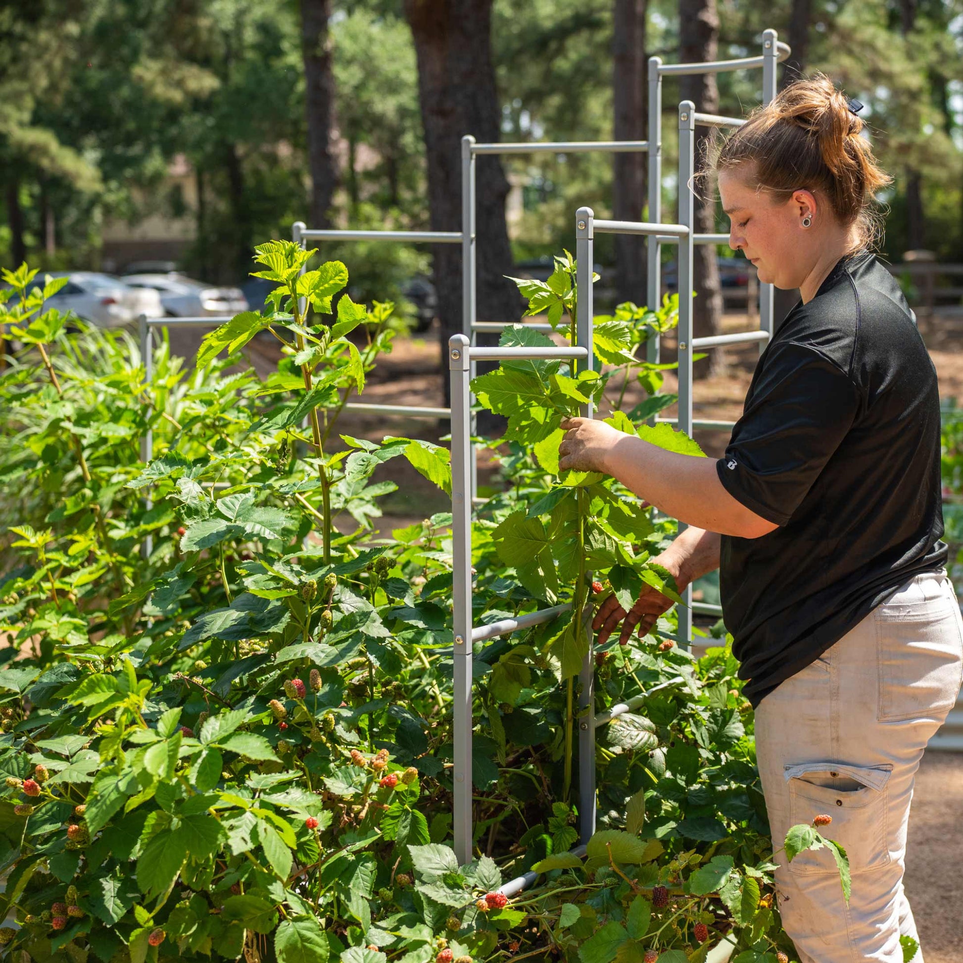 Wall Trellis System - Tampa Home & Garden Store