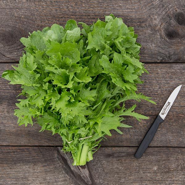 Wasabina mustard greens bunch from Seedtime Store with bright green leaves on rustic wood on Tampa Home & Garden Store