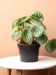 Watermelon Peperomia - Tampa Home & Garden Store