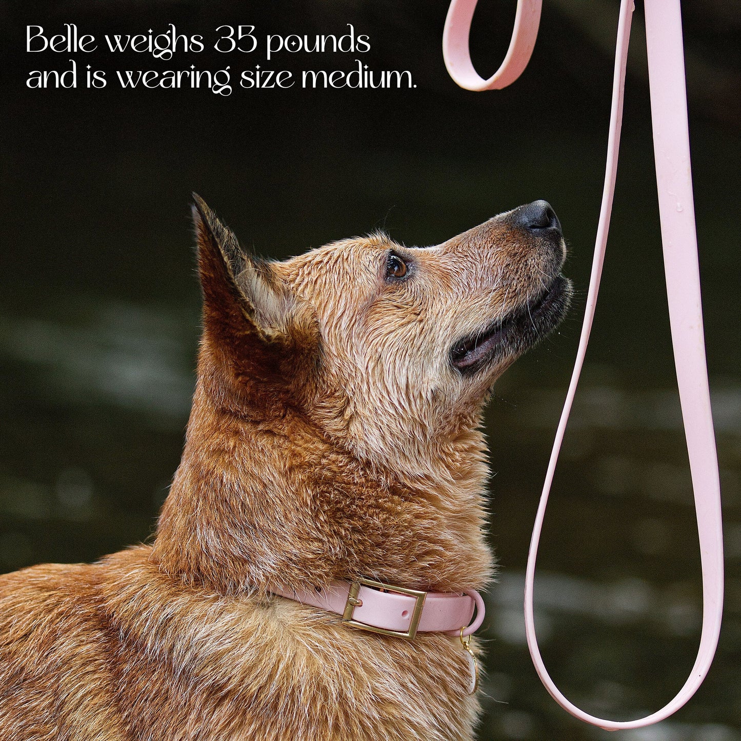 Waterproof Collar - Tampa Home & Garden Store