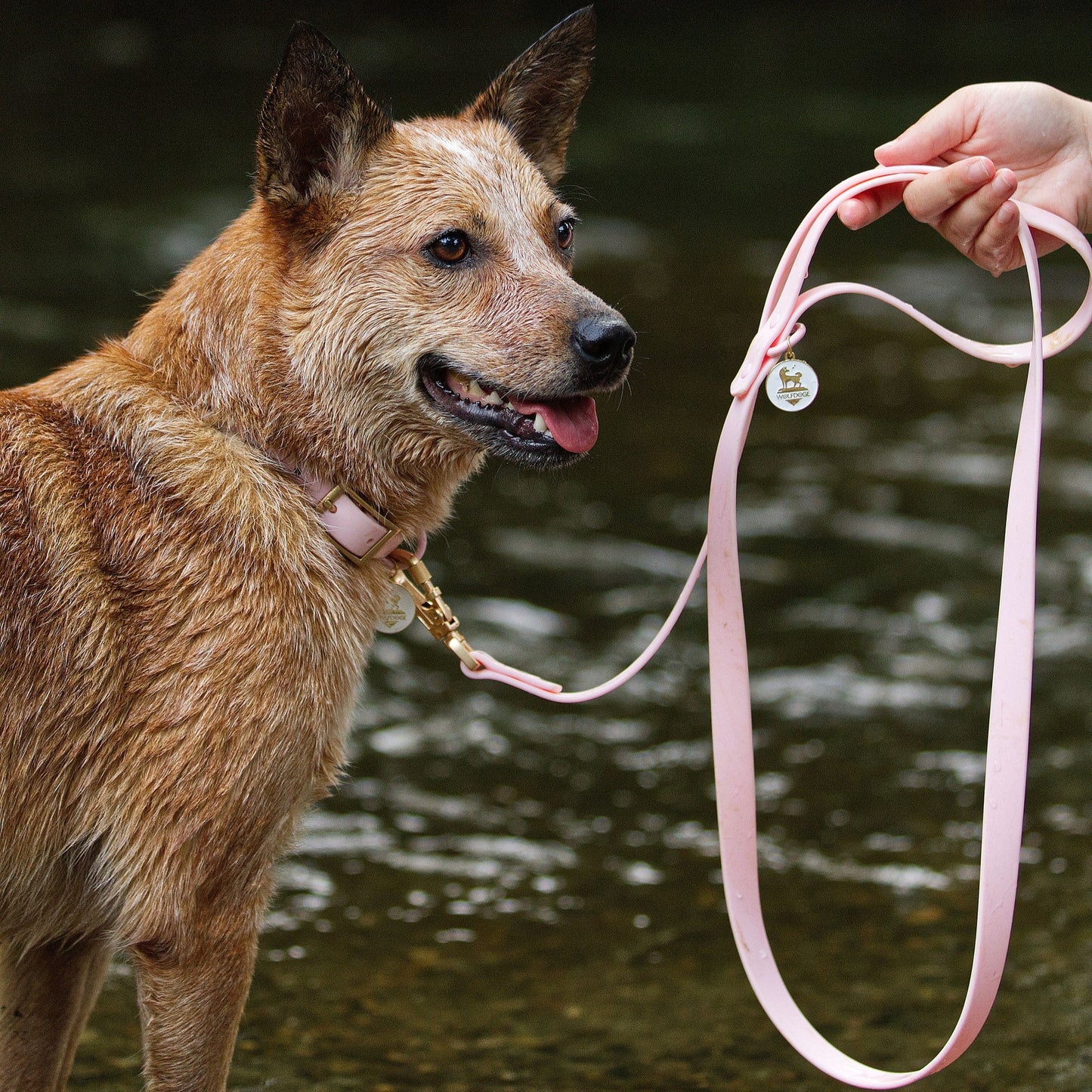 Waterproof Leash - Tampa Home & Garden Store