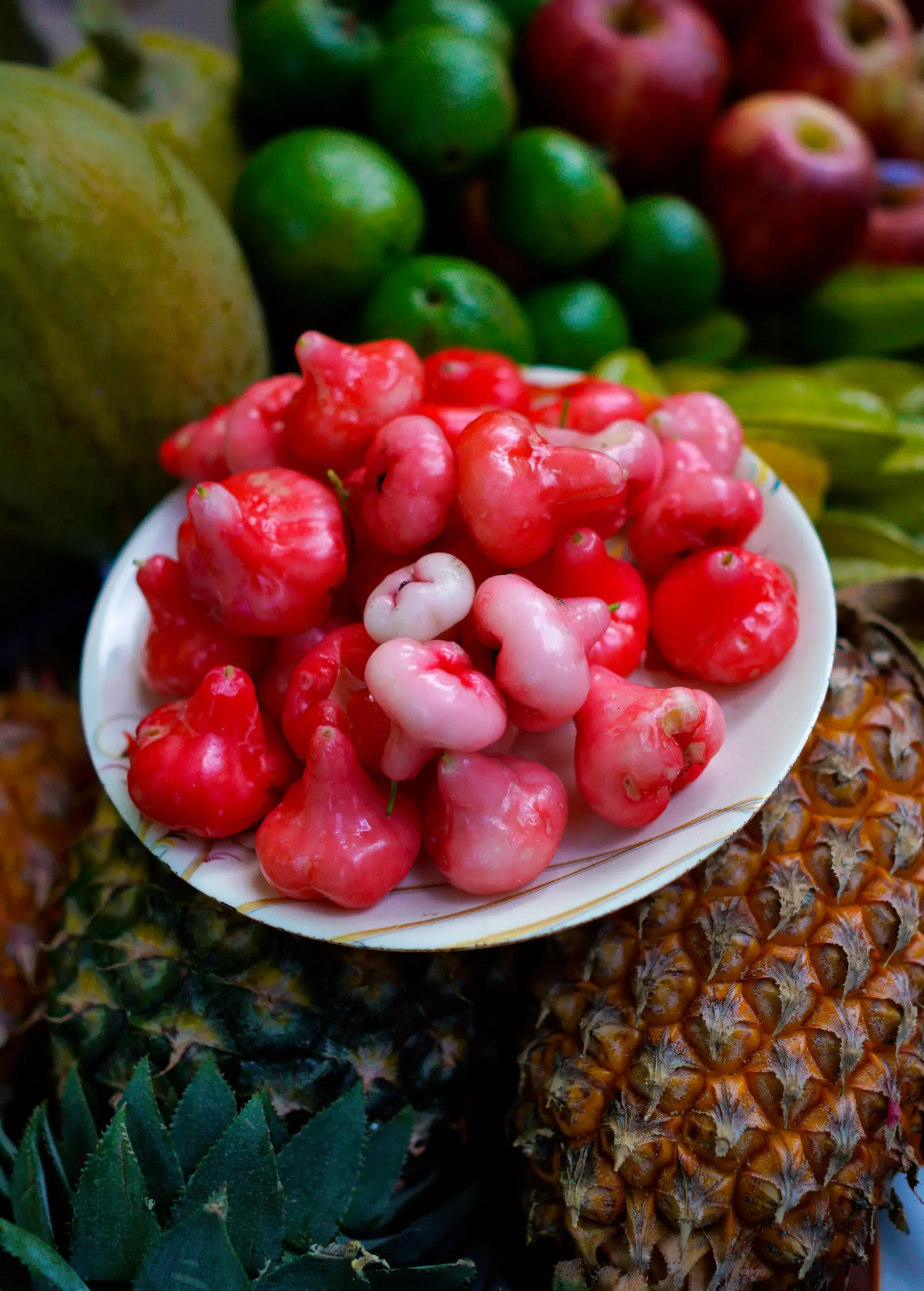 Wax Jambu, Red (Syzygium samarangense) - Tampa Home & Garden Store