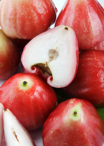 Wax Jambu, Red (Syzygium samarangense) - Tampa Home & Garden Store
