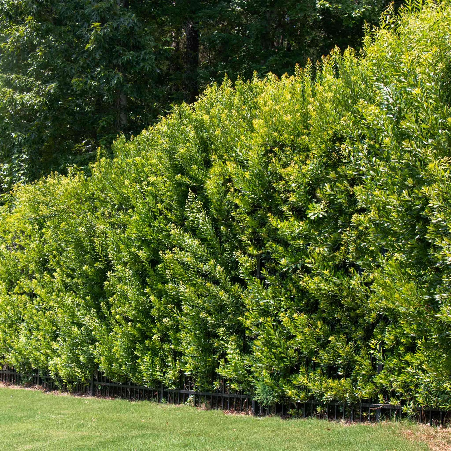 Southern Wax Myrtle shrub dense evergreen hedge along fence in sunny yard on Tampa Home & Garden Store