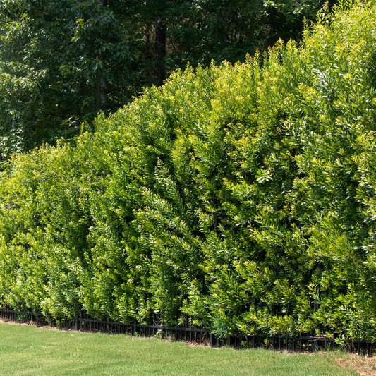 Southern Wax Myrtle shrub dense evergreen hedge along fence in sunny yard on Tampa Home & Garden Store