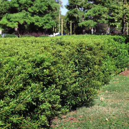 Southern Wax Myrtle plant dense green foliage hedge shrub for outdoor landscapes on Tampa Home & Garden Store