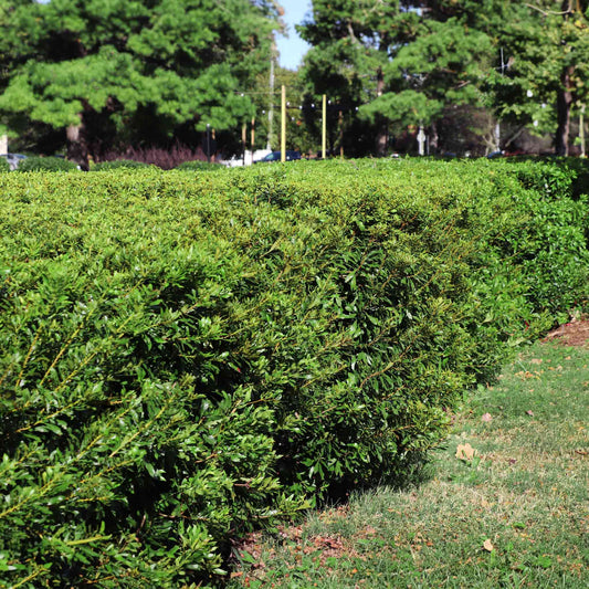 Southern Wax Myrtle plant dense green foliage hedge shrub for outdoor landscapes on Tampa Home & Garden Store