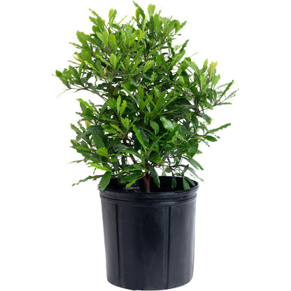 Southern Wax Myrtle plant in black plastic pot with glossy green leaves Live Good Logistics on Tampa Home & Garden Store