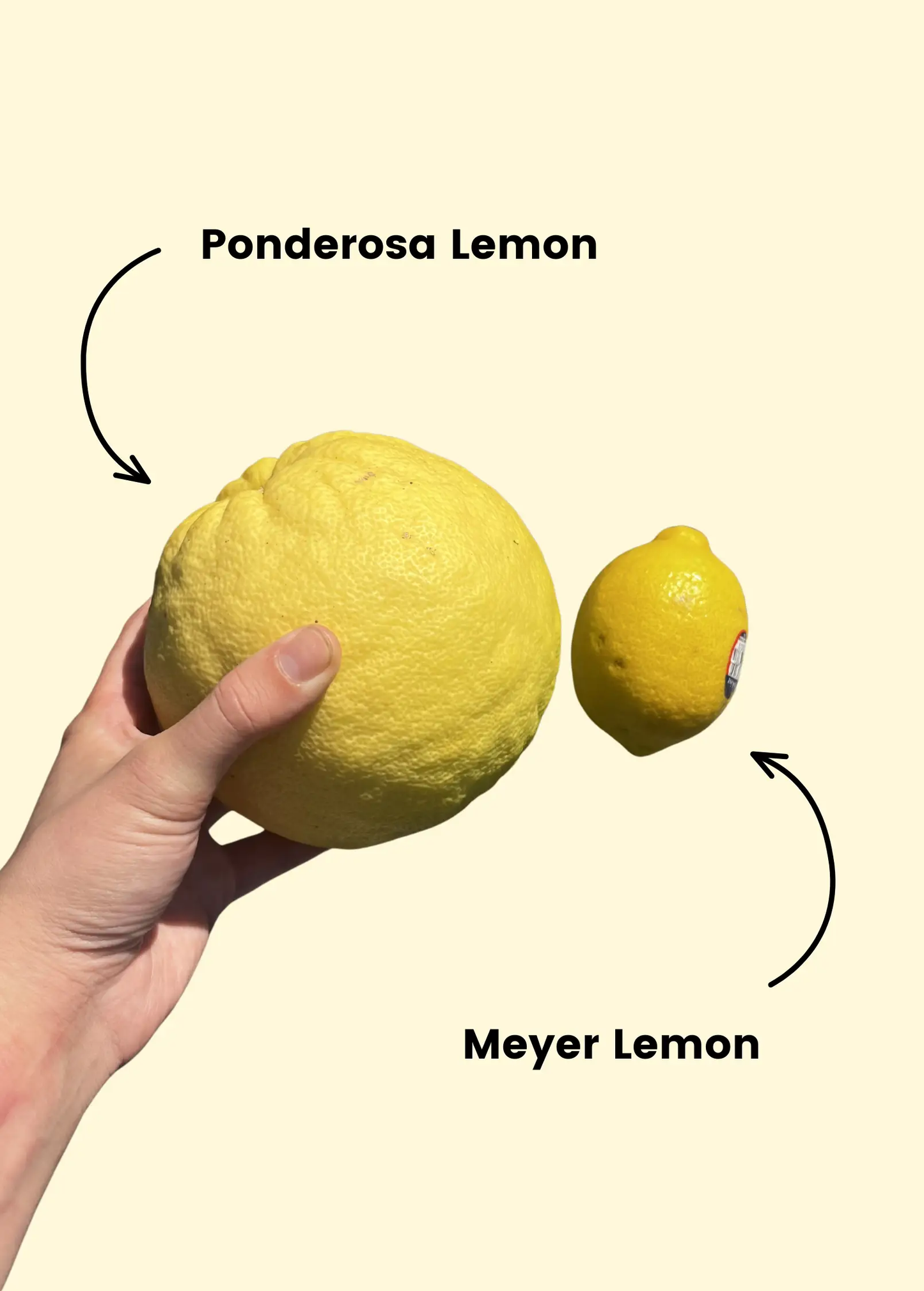 Ponderosa Lemon fruit held in hand beside a yellow Meyer Lemon on a pale background on Tampa Home & Garden Store