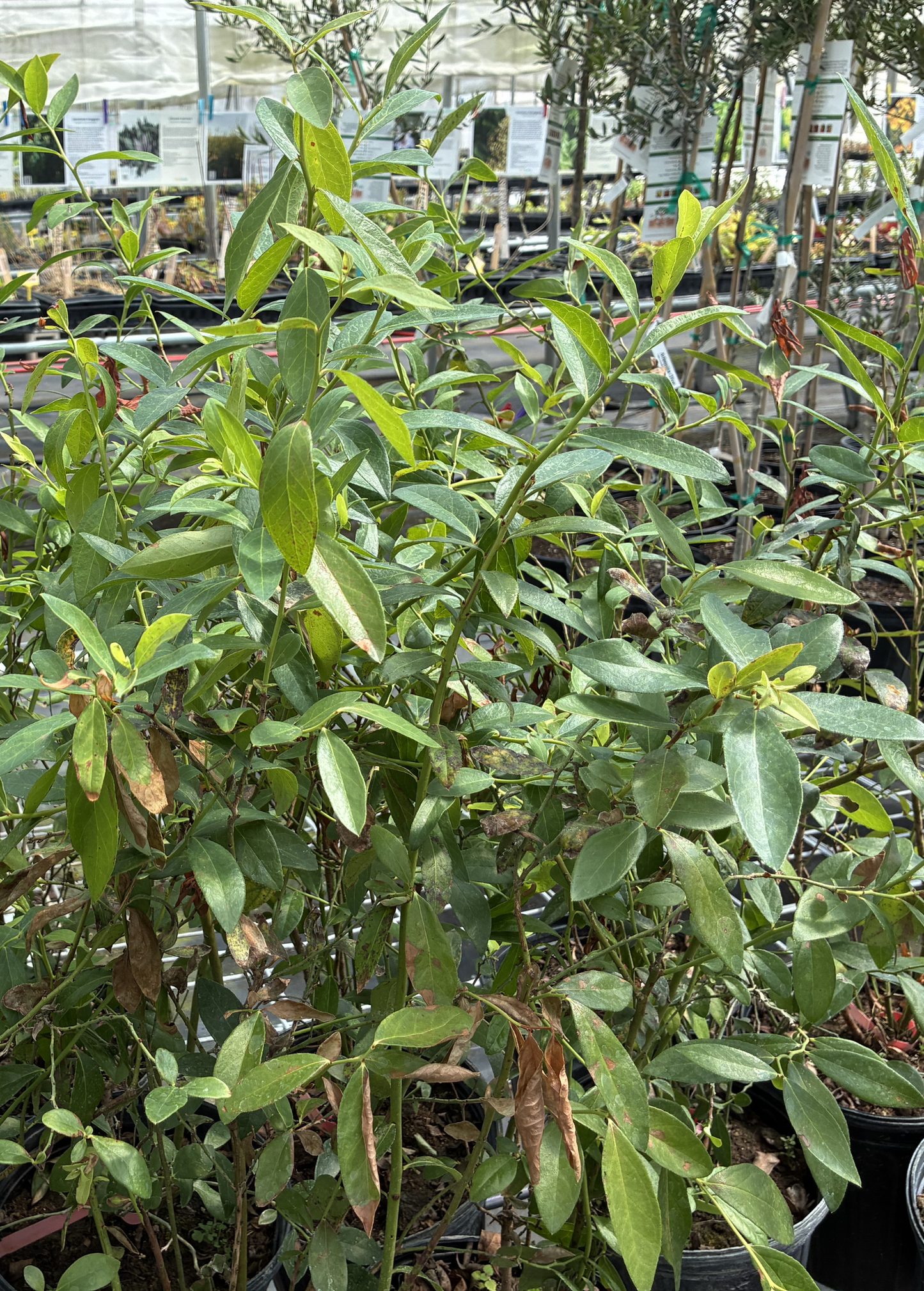 Blueberry Plant 'Pink Lemonade' (Vaccinium corymbosum 'Pink Lemonade')