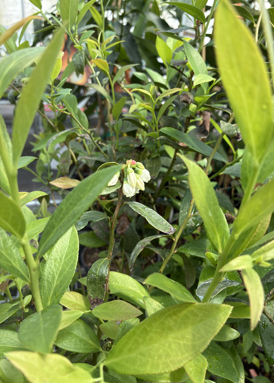 Myrtille 'Pink Lemonade' (Vaccinium corymbosum 'Pink Lemonade')