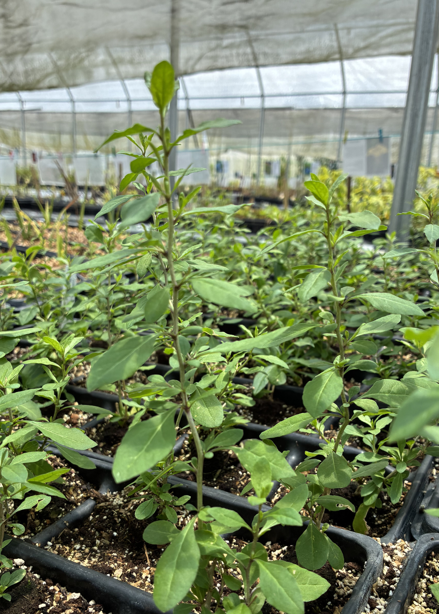 Red Goji Berry Plant (Lycium barbarum)