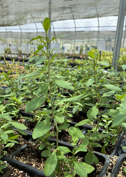 Red Goji Berry Plant (Lycium barbarum)