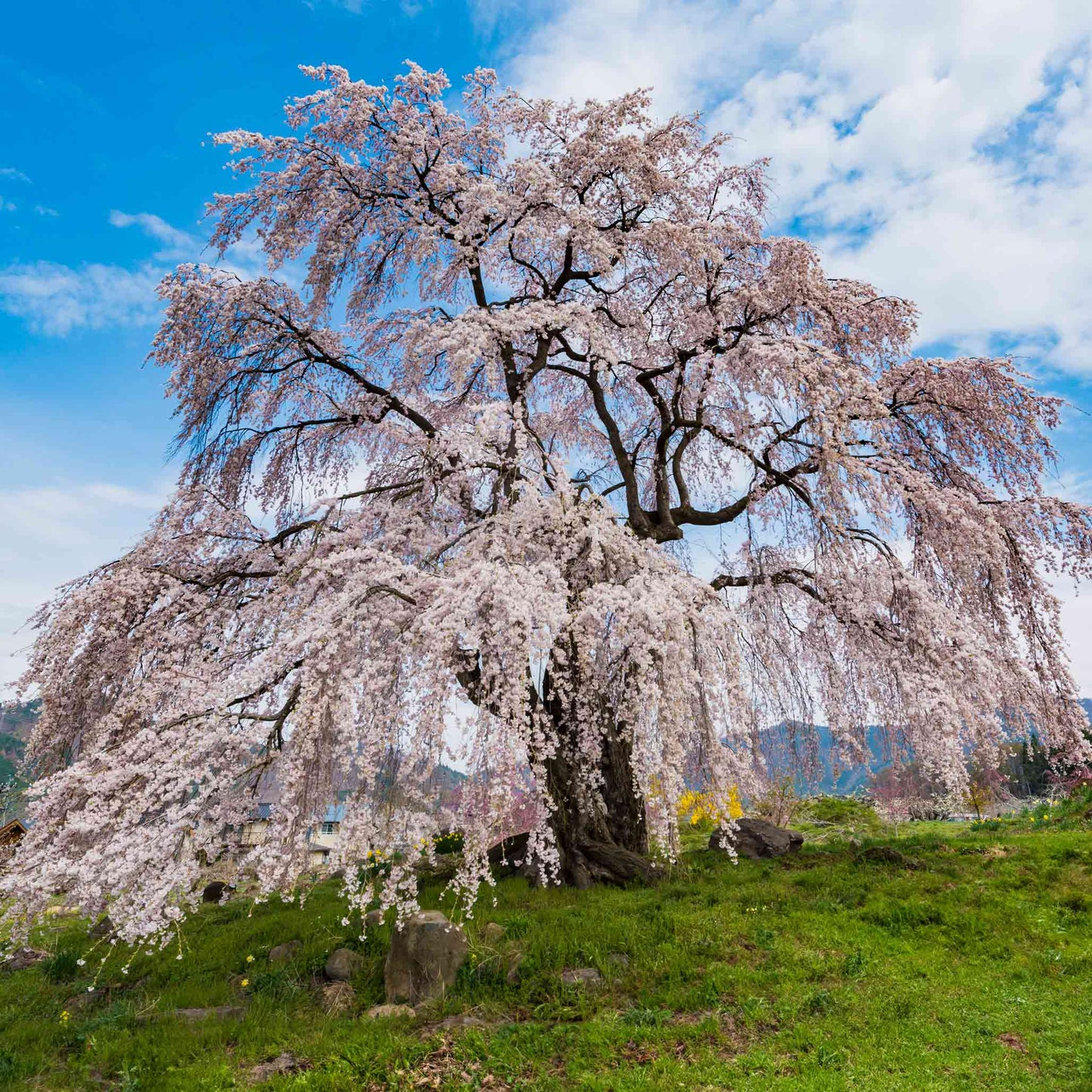 Weeping Yoshino Flowering Cherry plant with cascading pink blossoms in an outdoor landscape on Tampa Home & Garden Store