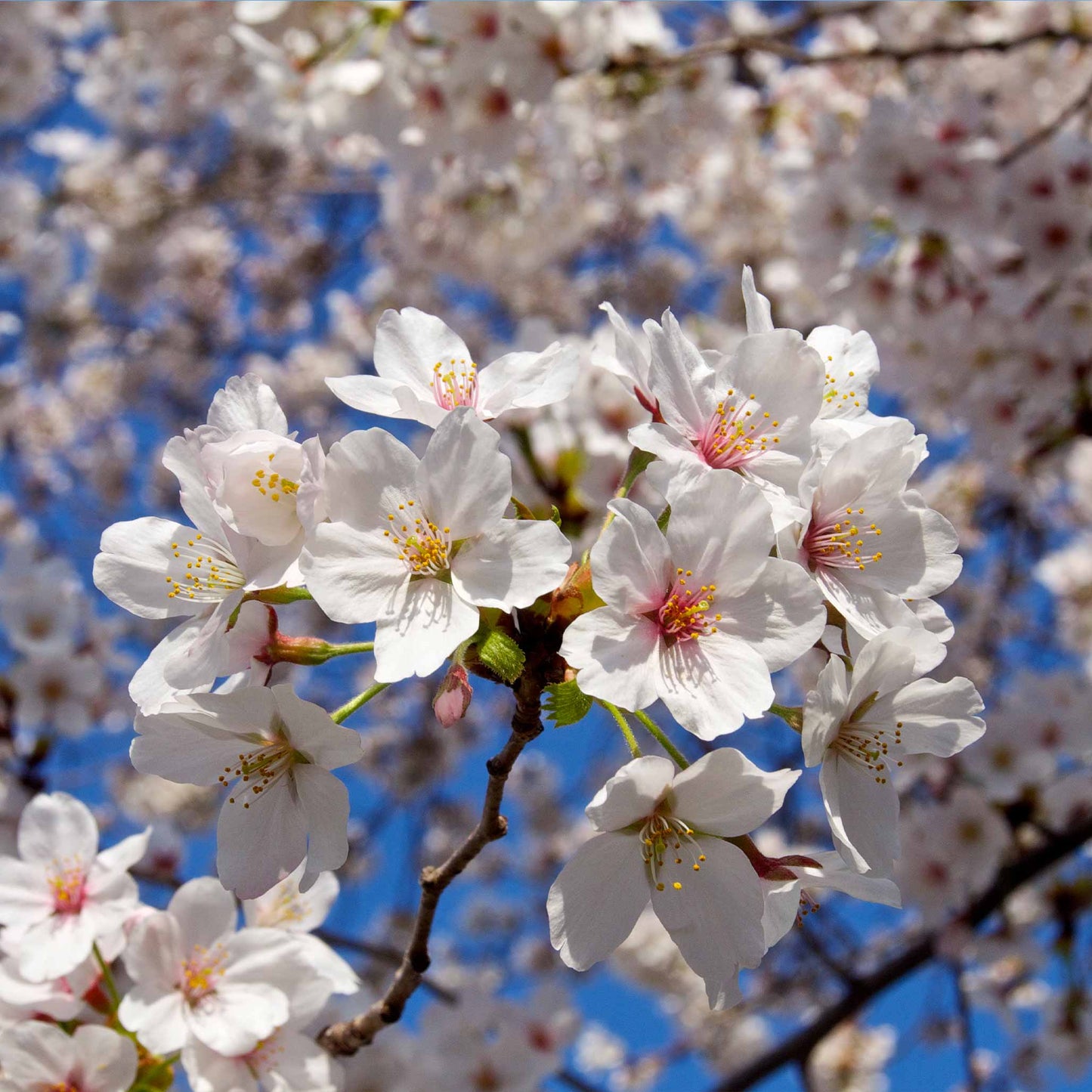 Weeping Yoshino Flowering Cherry plant with white blossoms on branches Live Good Logistics on Tampa Home & Garden Store