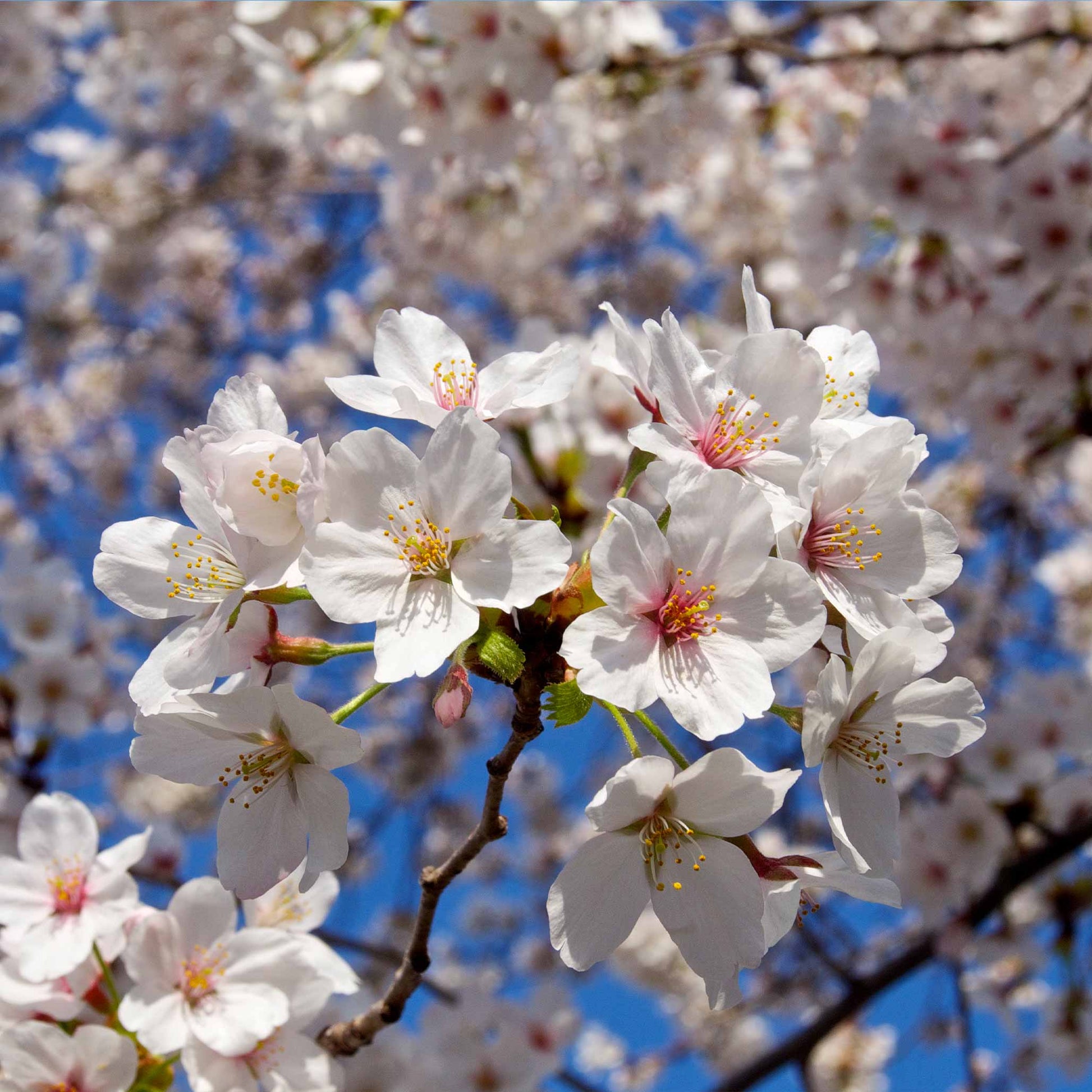 Weeping Yoshino Flowering Cherry plant with white blossoms on branches Live Good Logistics on Tampa Home & Garden Store