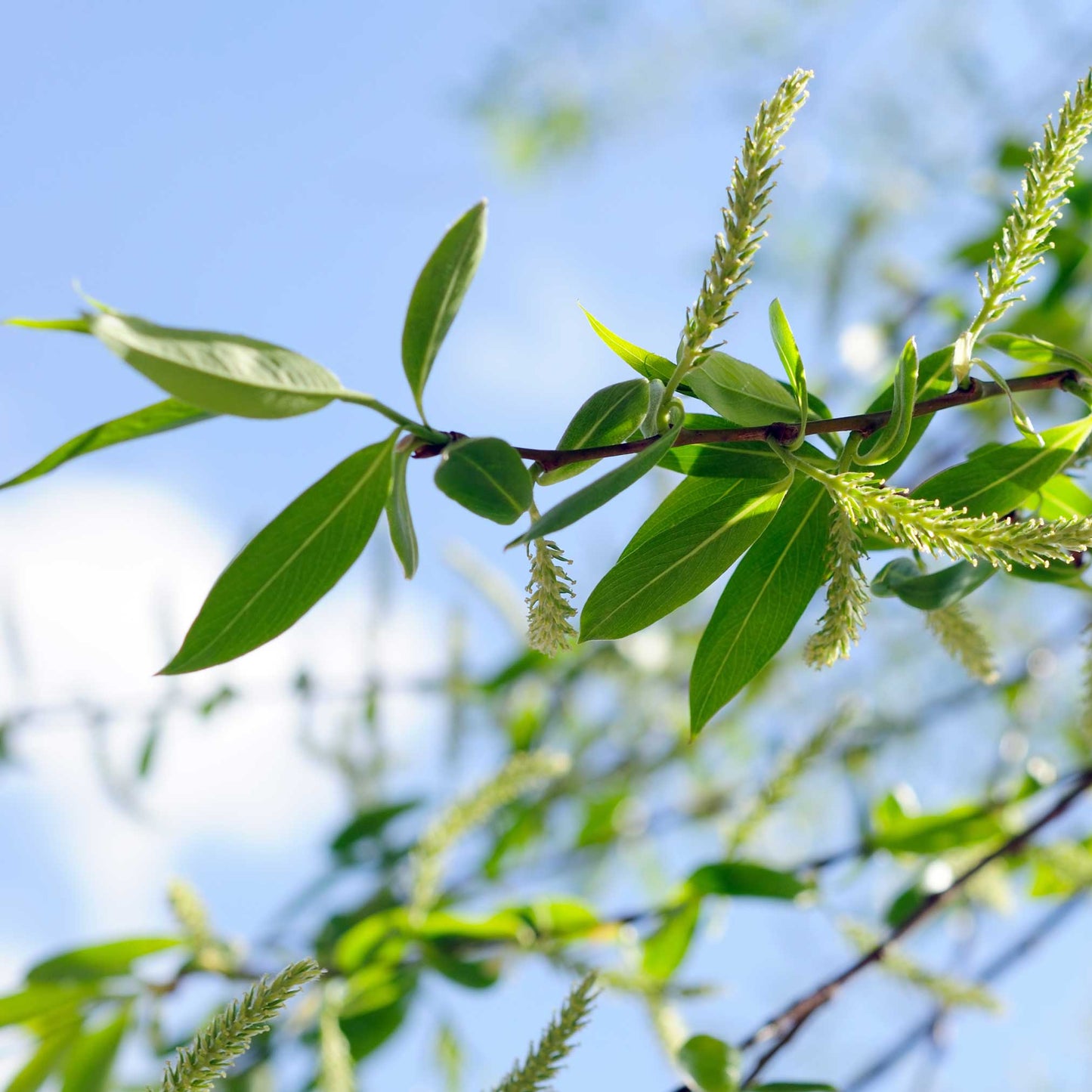 Weeping Willow plant with green leaves and catkins against a blue sky Live Good Logistics on Tampa Home & Garden Store