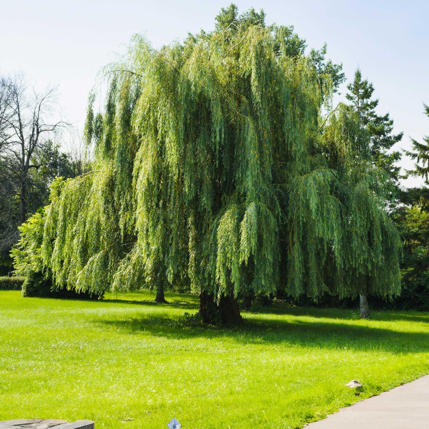 Weeping Willow plants with drooping green foliage in park, trees by Live Good Logistics on Tampa Home & Garden Store