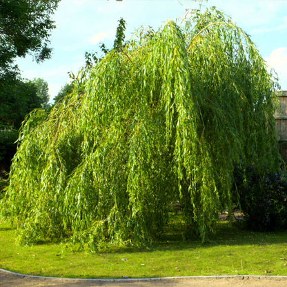 Weeping Willow plant with drooping branches and green leaves from Live Good Logistics on Tampa Home & Garden Store