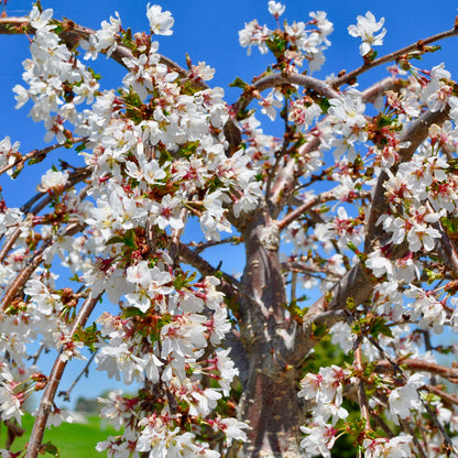 Weeping Yoshino Flowering Cherry plant with white blossoms on slender woody branches on Tampa Home & Garden Store
