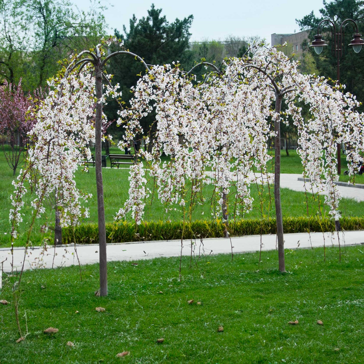 Weeping Yoshino Flowering Cherry plant with white blossoms in outdoor park setting on Tampa Home & Garden Store