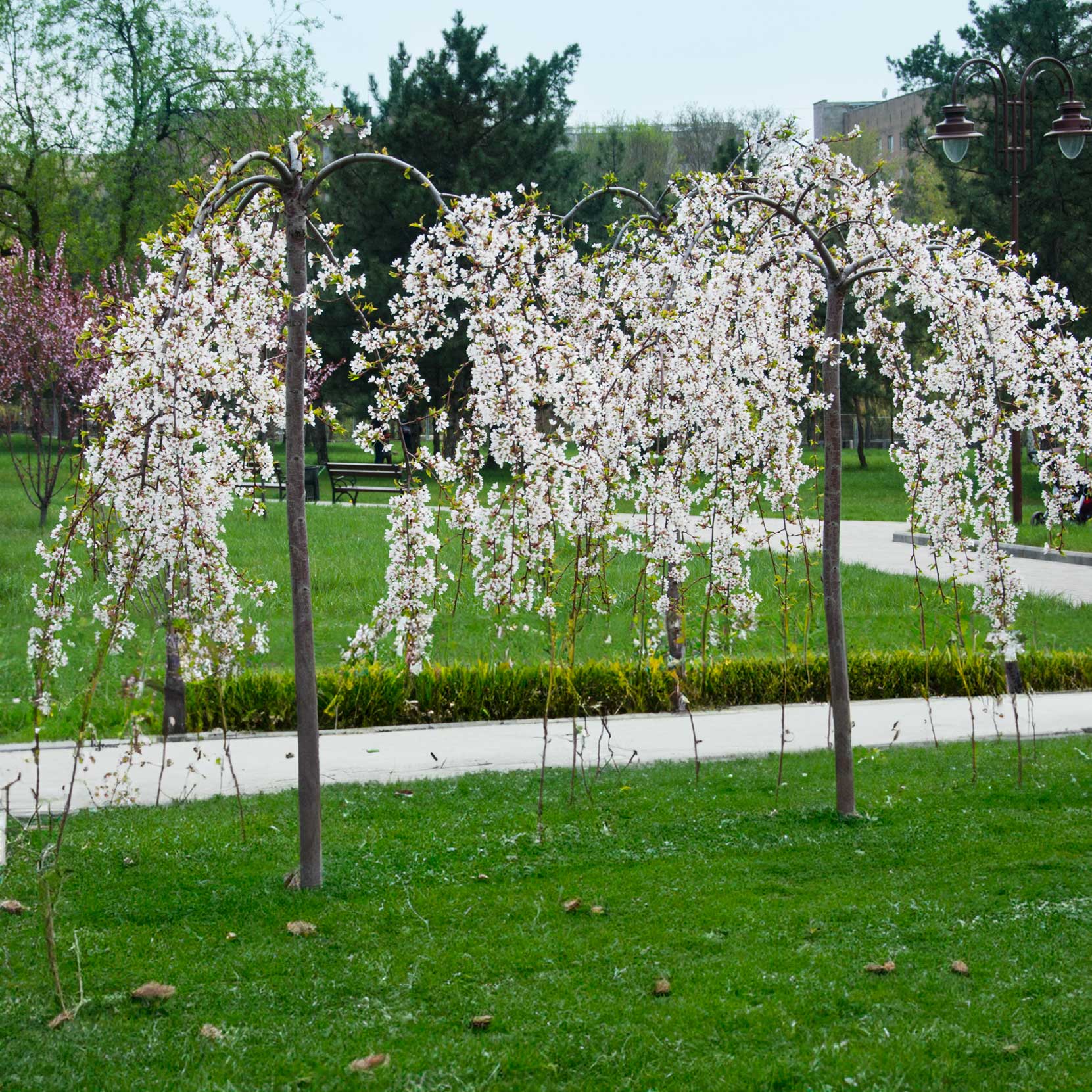 Weeping Yoshino Flowering Cherry plant with white blossoms in outdoor park setting on Tampa Home & Garden Store