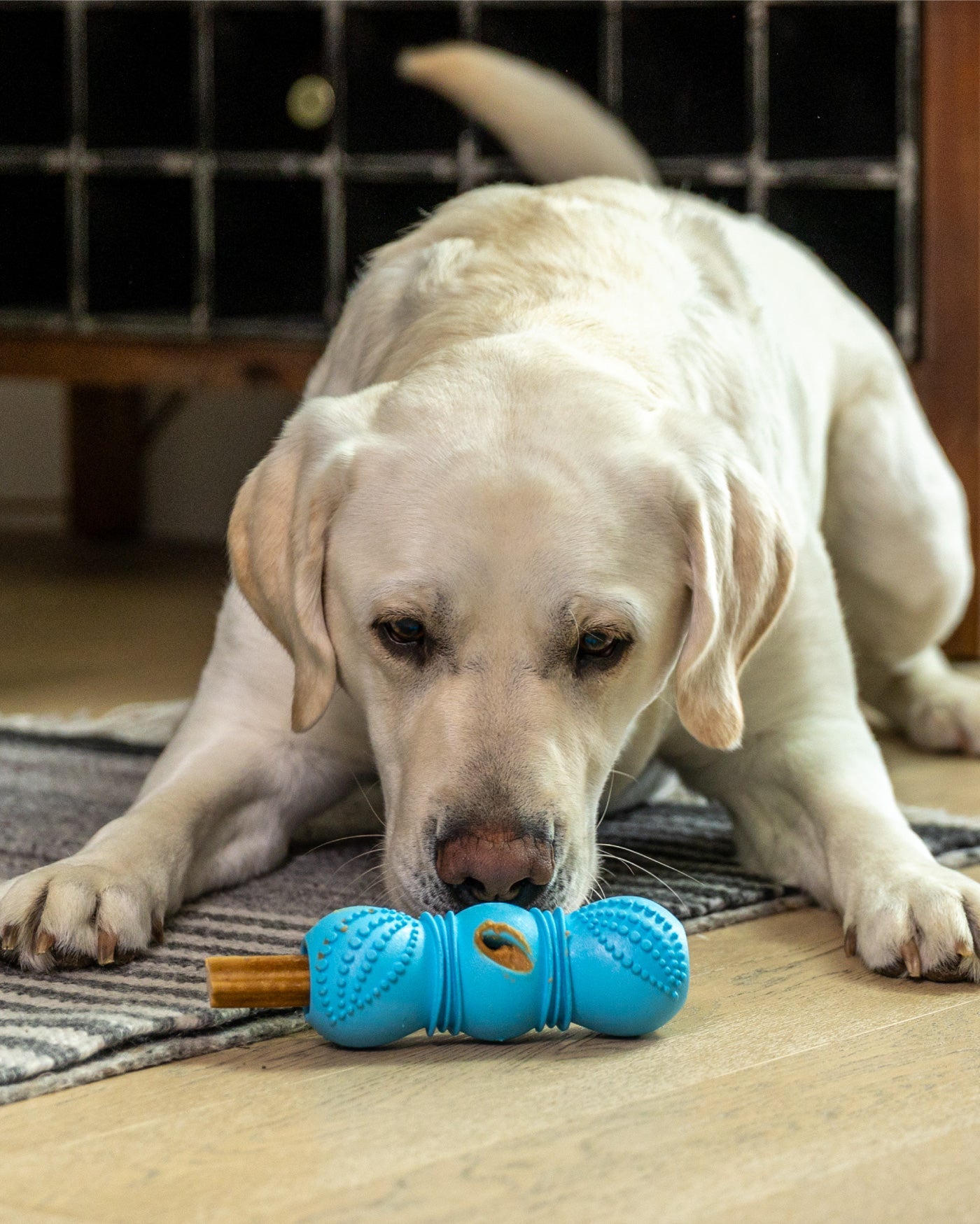 Flossr™ dog toy by West Paw blue textured chew bone for dogs on Tampa Home & Garden Store