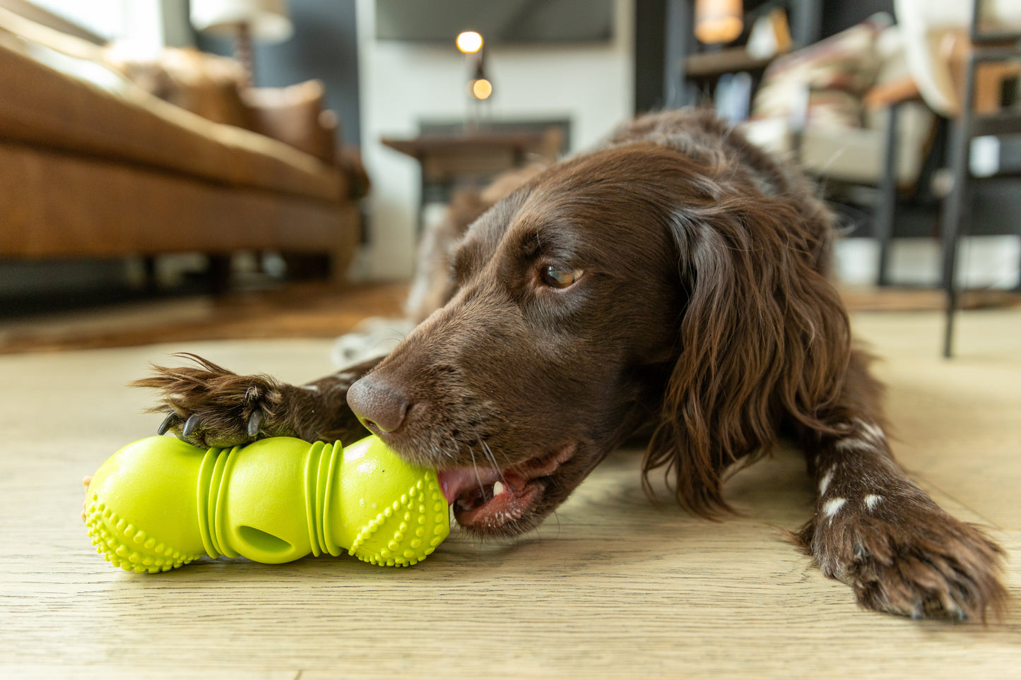 Flossr™ dog toy with bright green textured chew by West Paw on Tampa Home & Garden Store