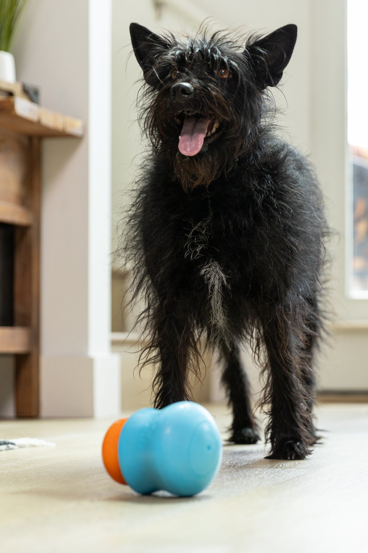 Toppl Treat dog treat West Paw with a black scruffy dog beside a blue-orange ball toy on Tampa Home & Garden Store