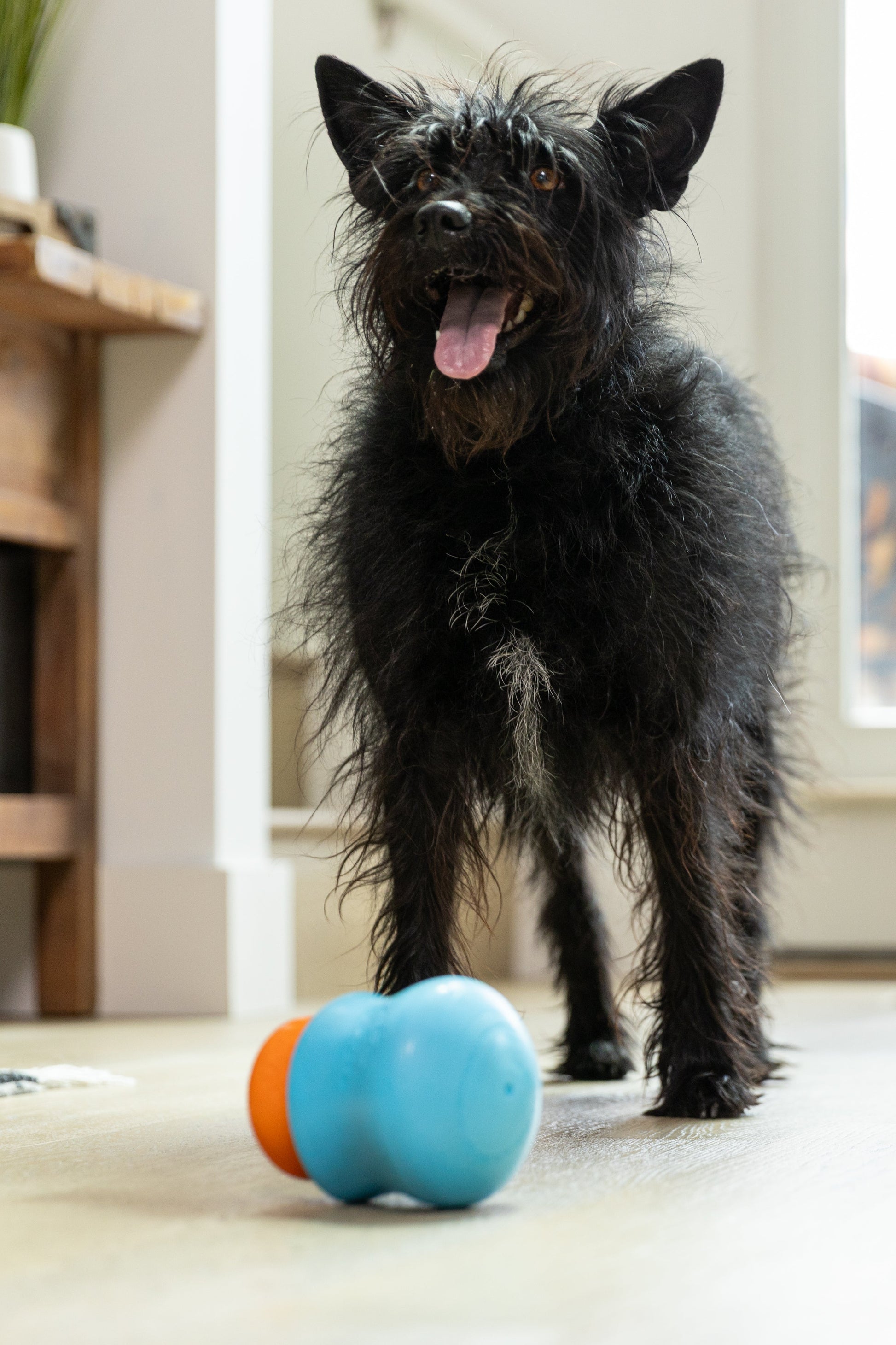 Toppl Treat dog treat West Paw with a black scruffy dog beside a blue-orange ball toy on Tampa Home & Garden Store