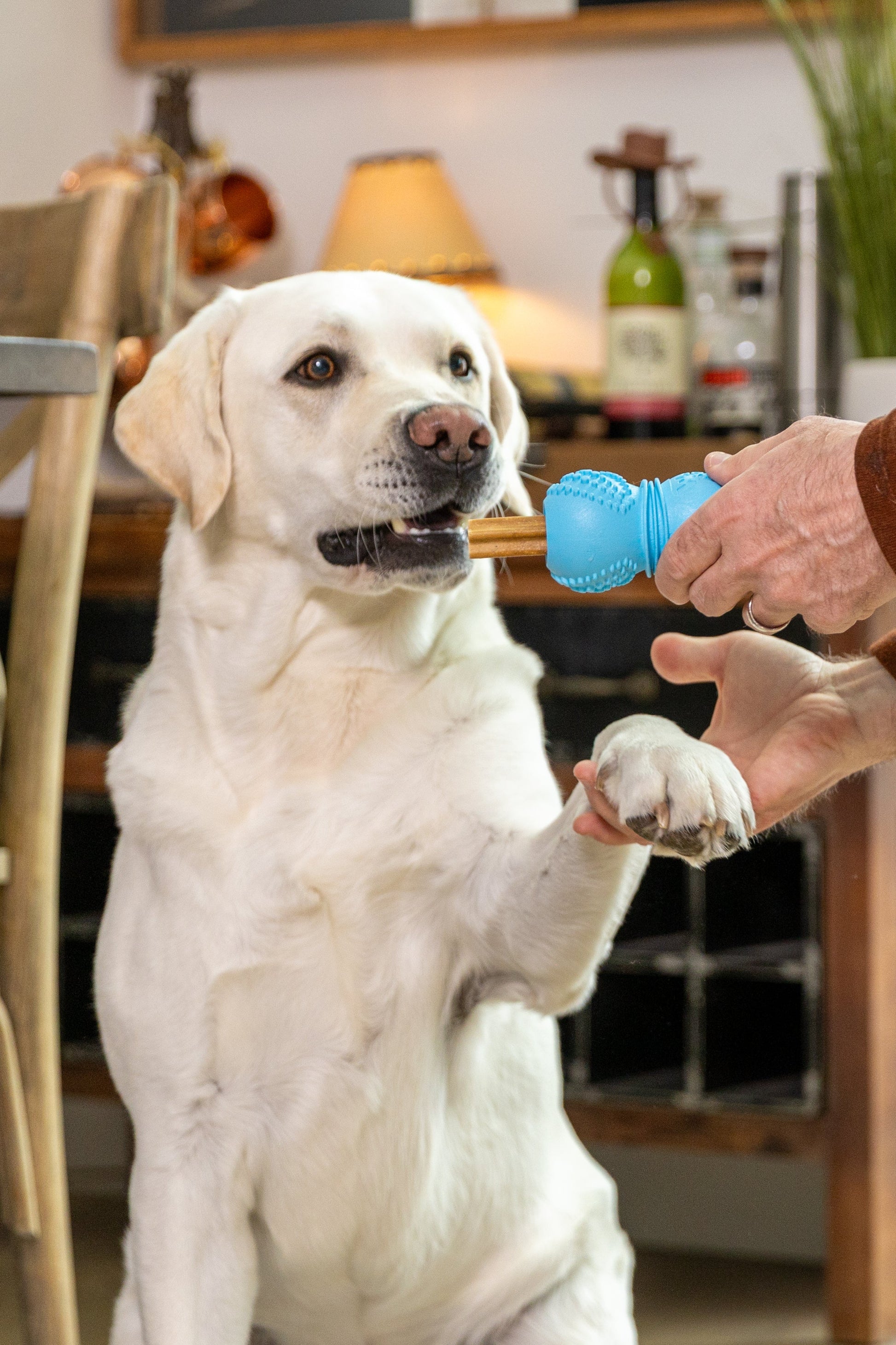 Flossr dog toy by West Paw, blue textured chew on Tampa Home & Garden Store