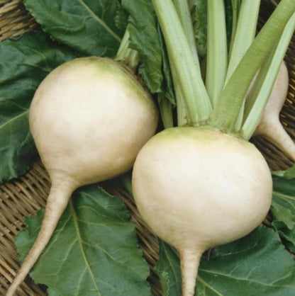 White Albino Beet - 250 Seeds - Non-Gmo Heirloom - Tampa Home & Garden Store