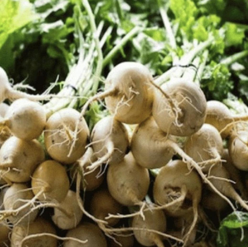 White Albino Beet - 250 Seeds - Non-Gmo Heirloom - Tampa Home & Garden Store