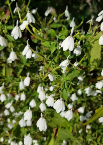 White Crane Flower (Rhinacanthus Nasutus) - Tampa Home & Garden Store