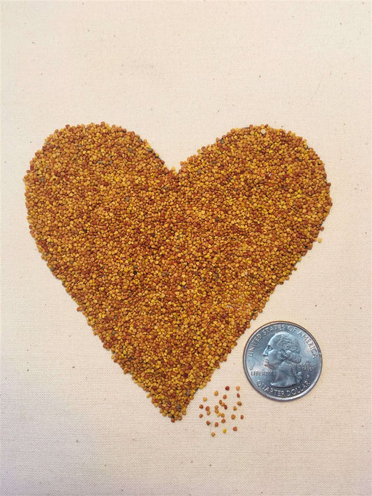 White Dutch Clover Alternative Lawn Seed - Tampa Home & Garden Store