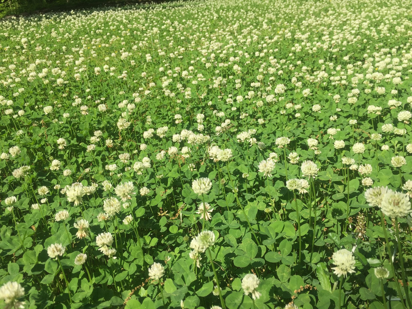 White Dutch Clover Alternative Lawn Seed - Tampa Home & Garden Store