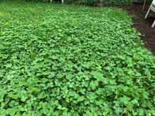 White Dutch Clover Alternative Lawn Seed - Tampa Home & Garden Store