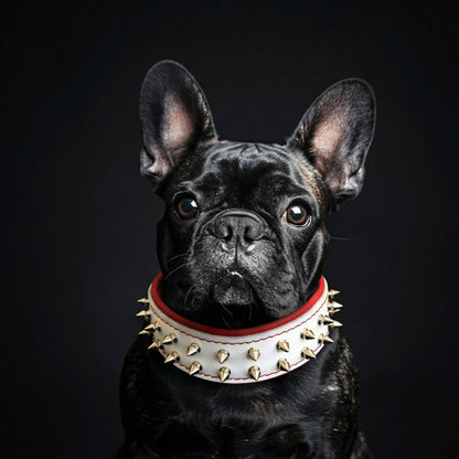 White "Frenchie" dog collar - Tampa Home & Garden Store