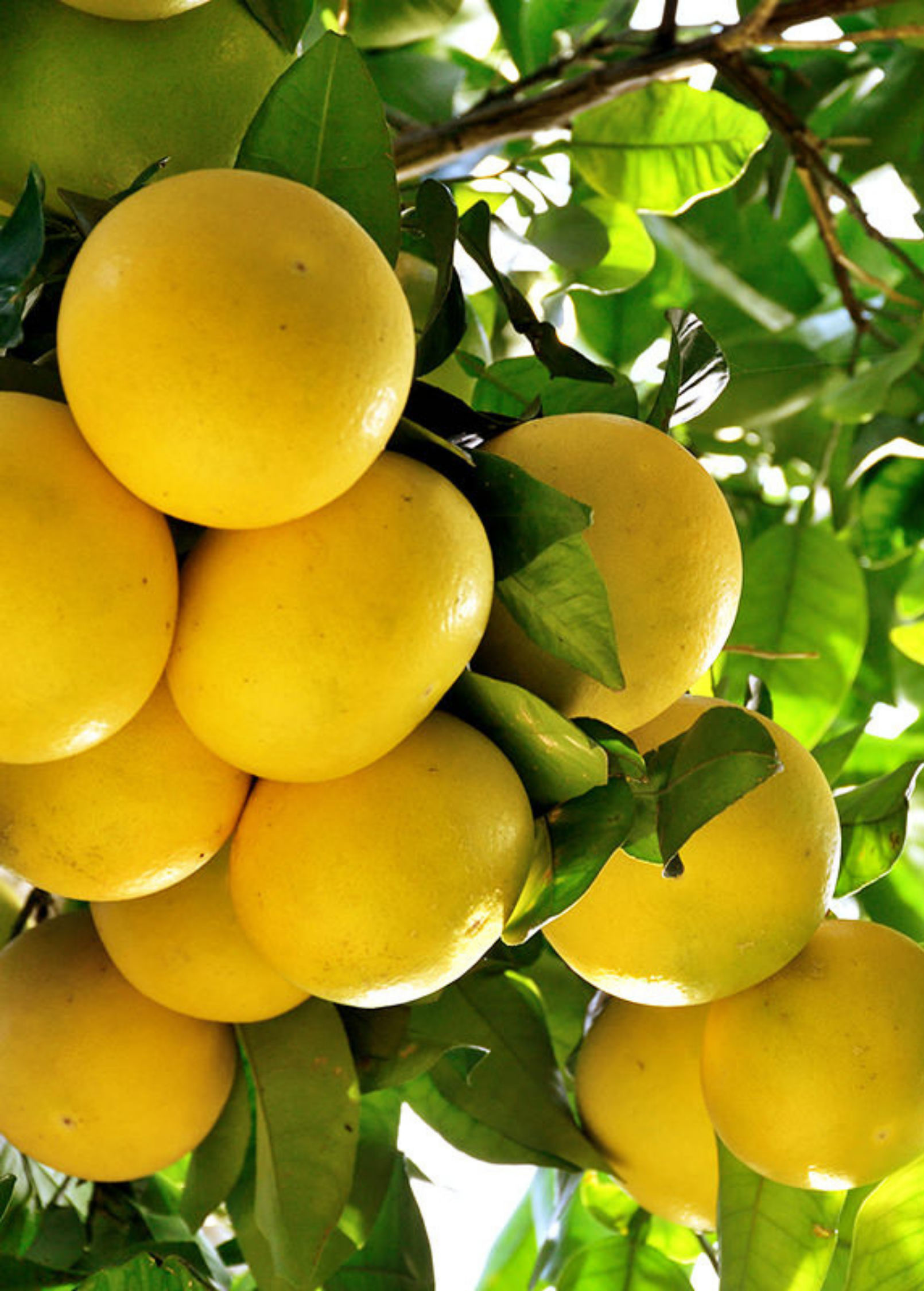 White Grapefruit Tree (Citrus x paradisi) - Tampa Home & Garden Store