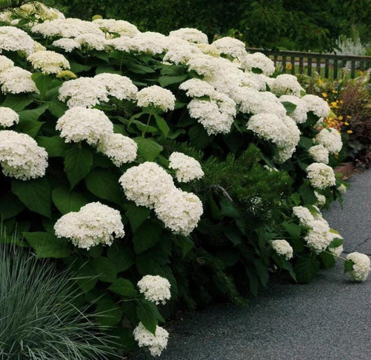 White Hydrangea Seeds - Beautiful Attractive Showy and Hardy Perennial Flowers - Tampa Home & Garden Store