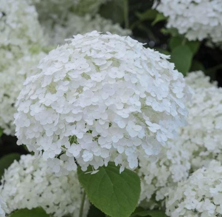 White Hydrangea Seeds - Beautiful Attractive Showy and Hardy Perennial Flowers - Tampa Home & Garden Store