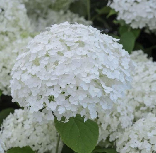 White Hydrangea Seeds - Beautiful Attractive Showy and Hardy Perennial Flowers - Tampa Home & Garden Store