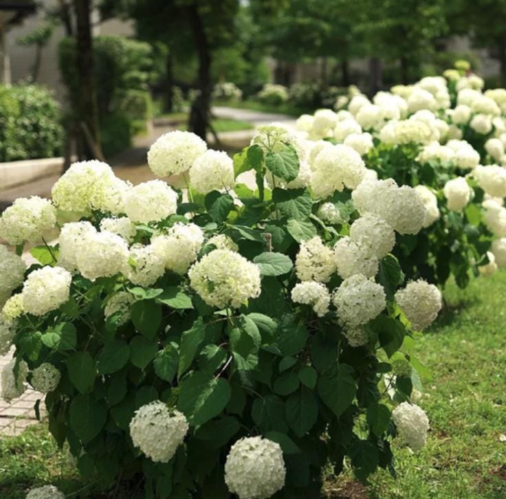 White Hydrangea Seeds - Beautiful Attractive Showy and Hardy Perennial Flowers - Tampa Home & Garden Store