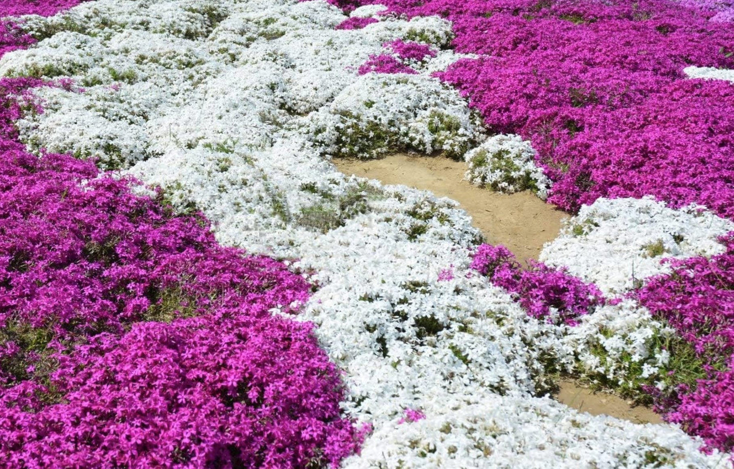 White Magic Creeping Thyme Seeds - Thymus Serpyllum - Heirloom Ground Cover Plants Easy to Plant and Grow - Open Pollinated - Tampa Home & Garden Store